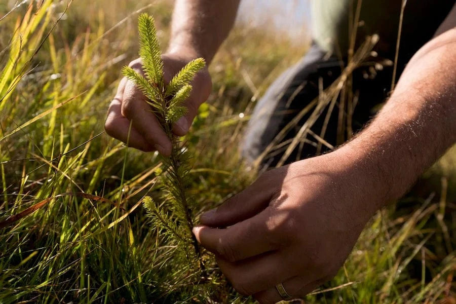 romania planting evergreen tree reforestation