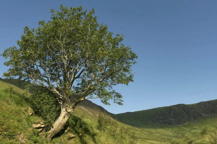 rowan tree