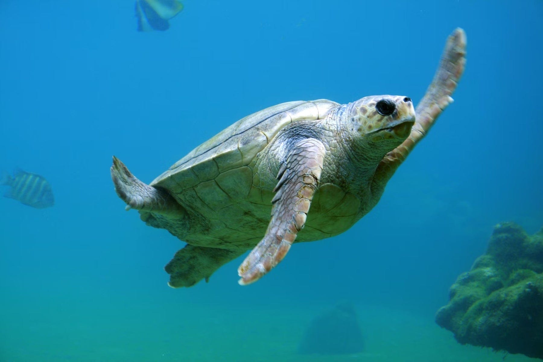 sea turtle