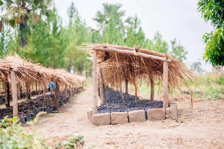 seedling nursery uganda