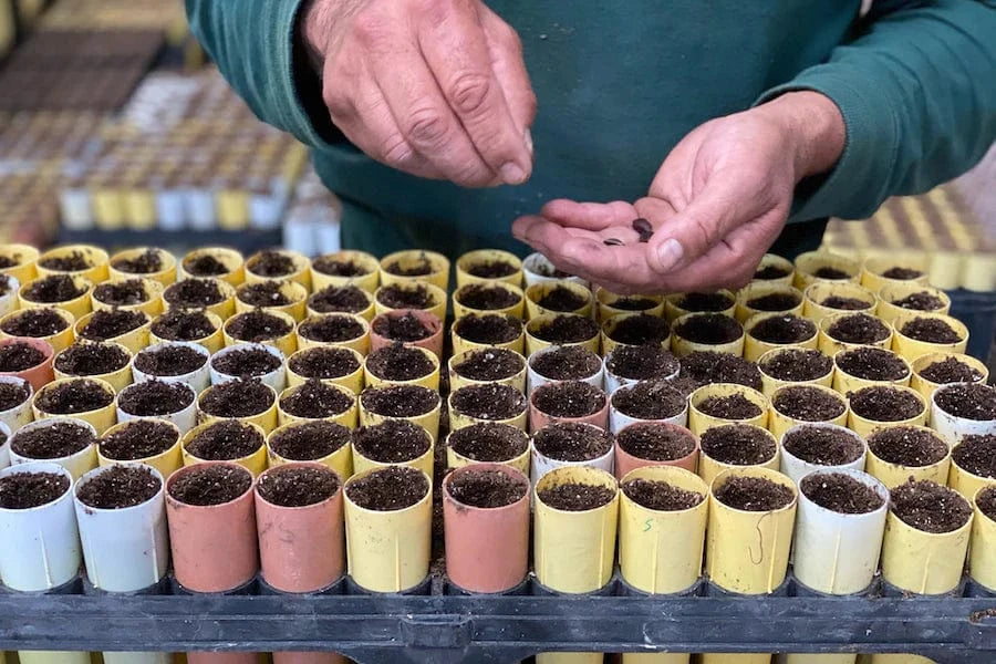 seeds one tree planted