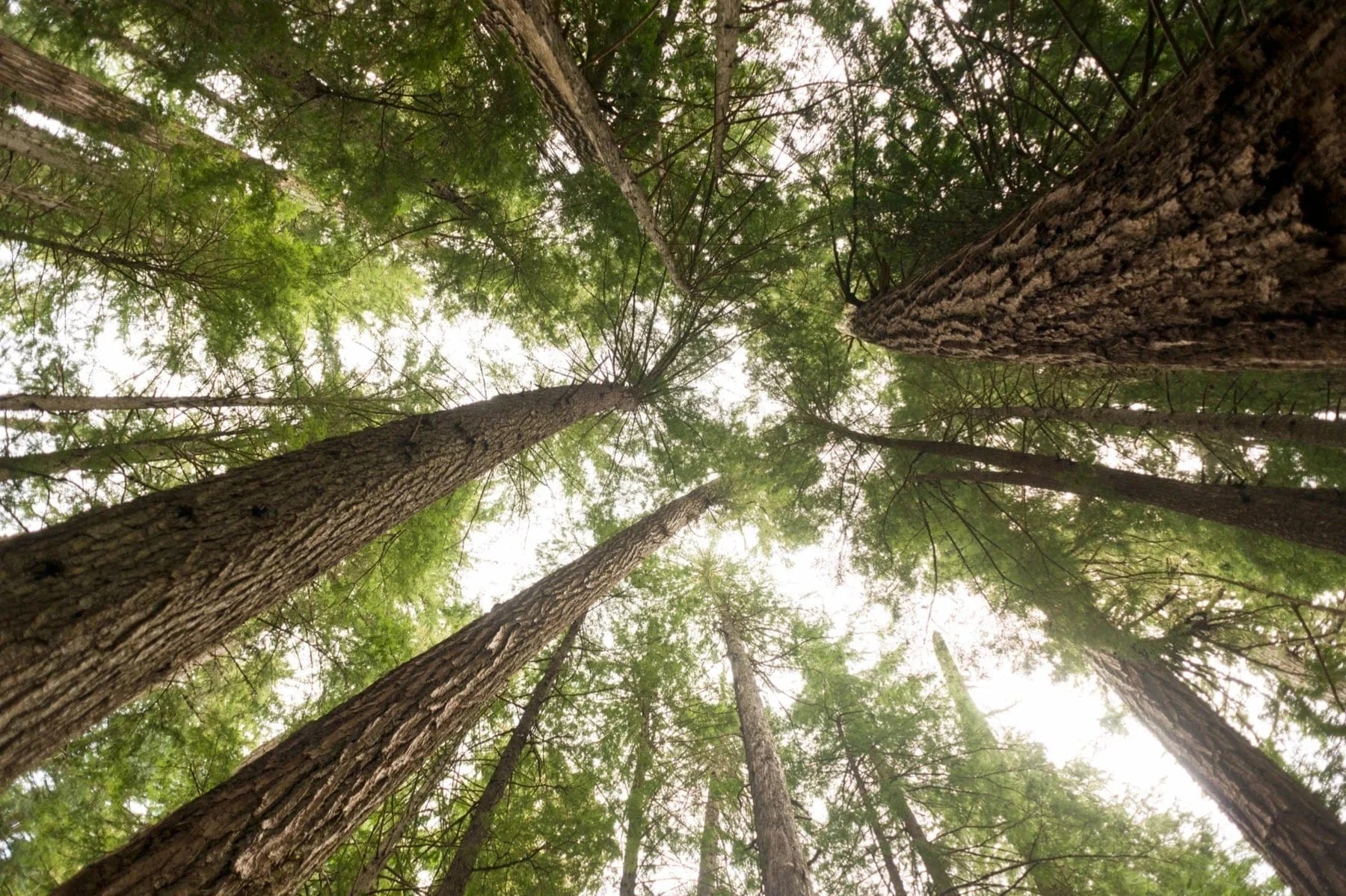 tall evergreens