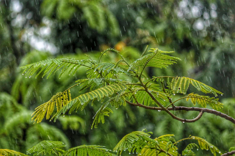 tree branch in the rain