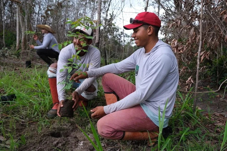 tree planters brazil planting tree