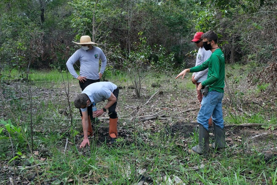 tree planters brazil