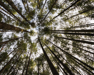 Trees in the forest