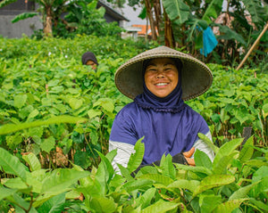 Tree planter in foliage