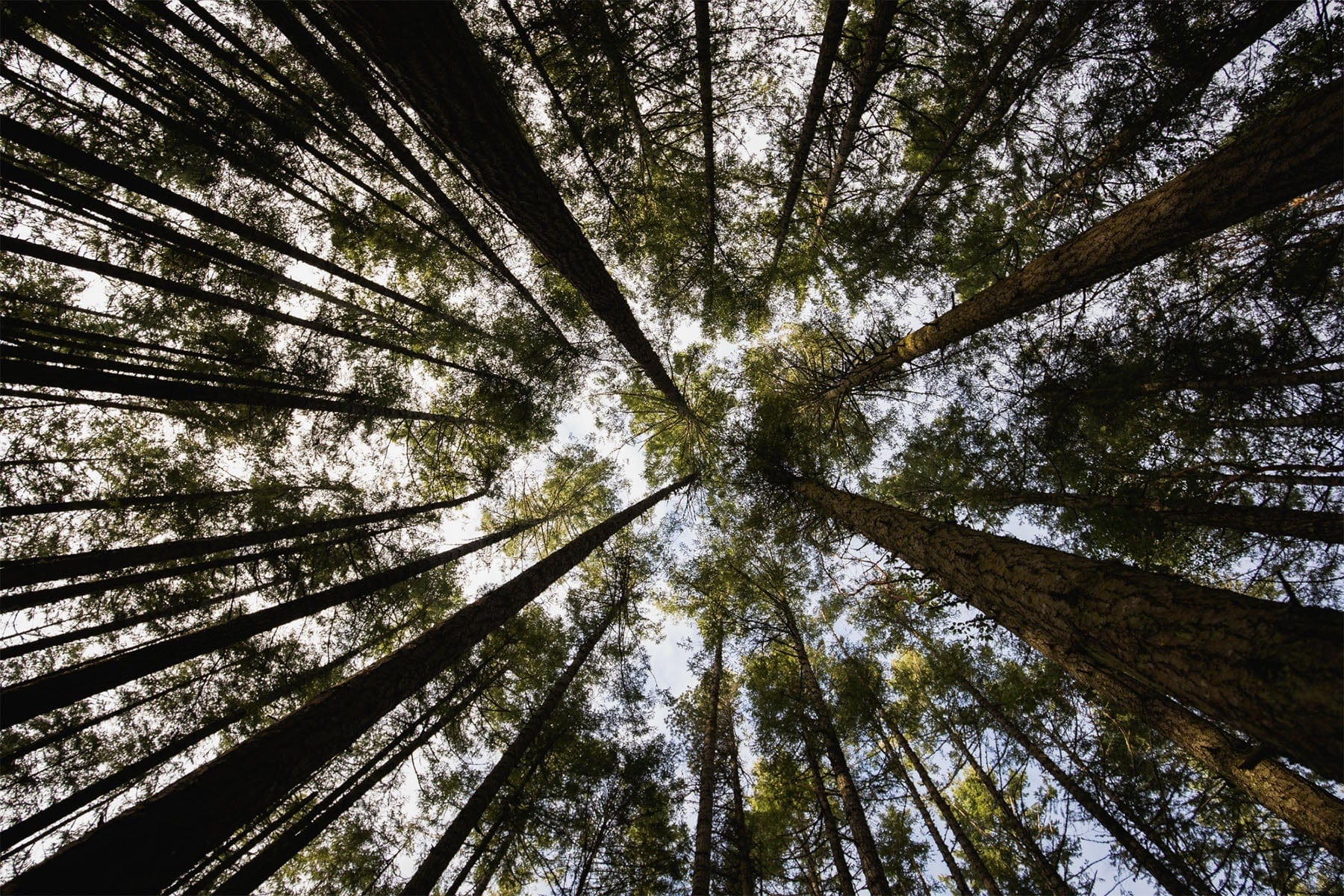 trees forest pacific northwest