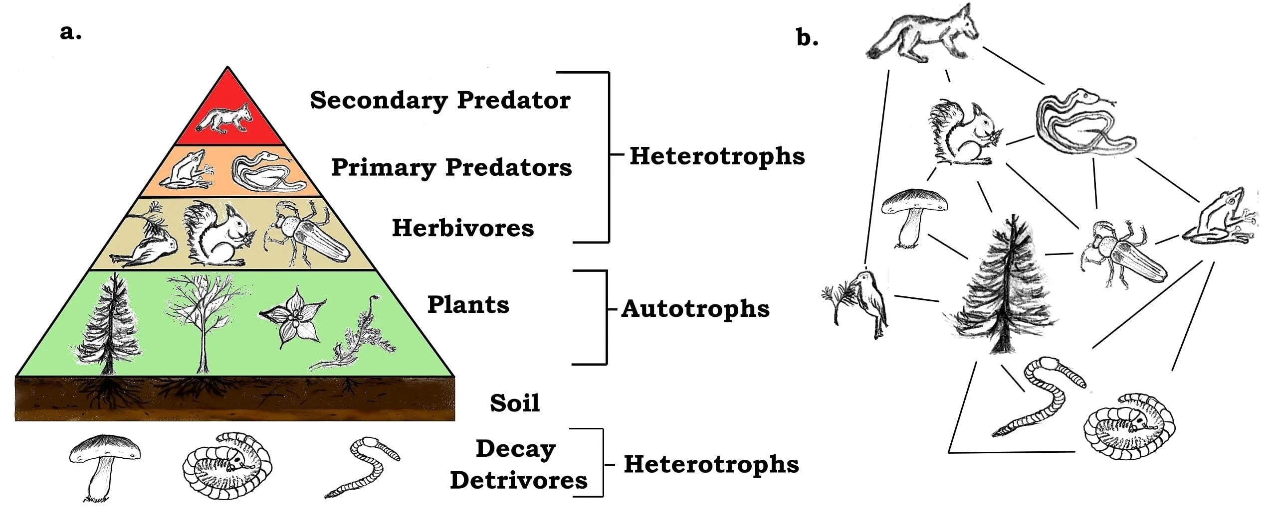 trees biodiversity