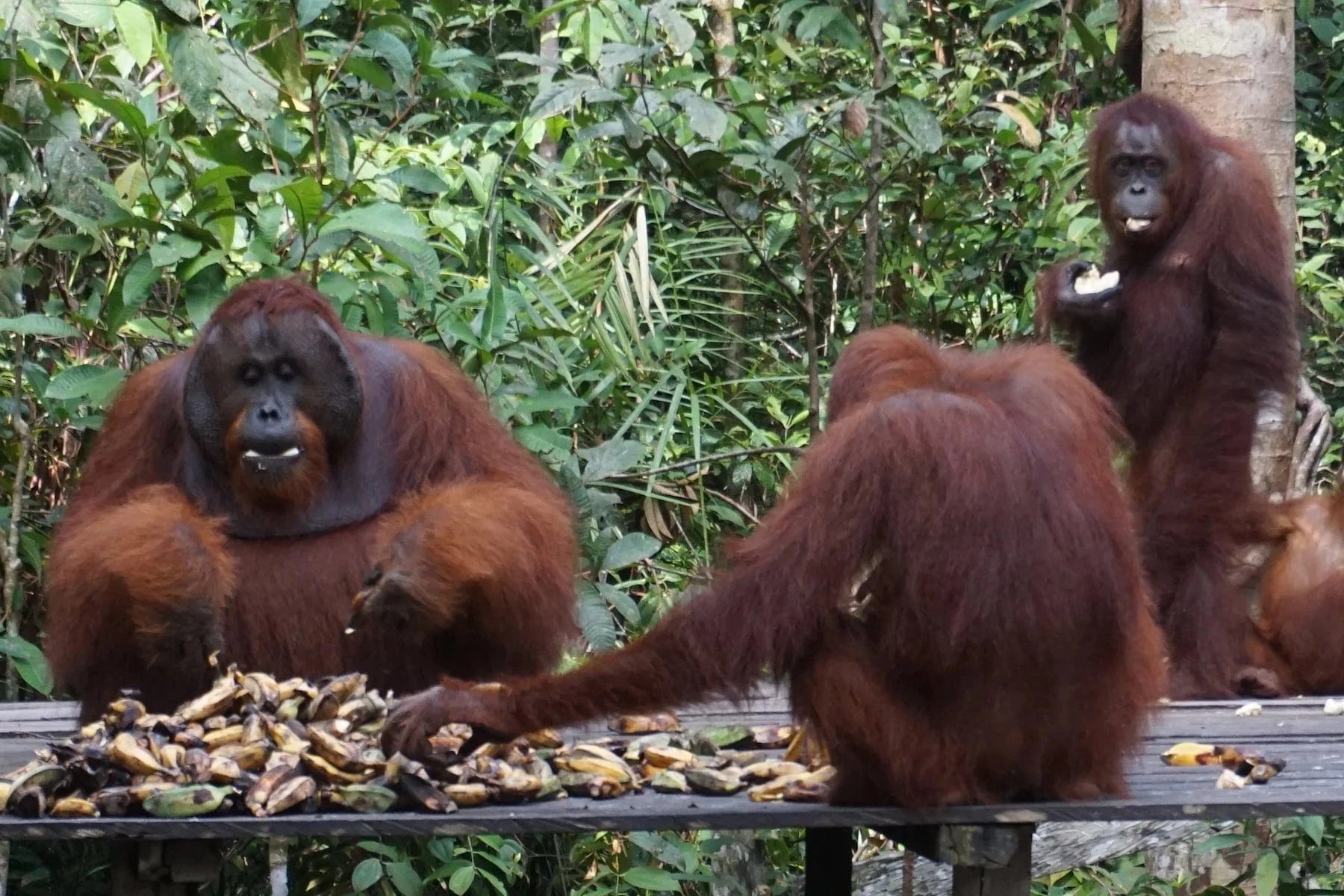 win gayo sumatra orangoutangs