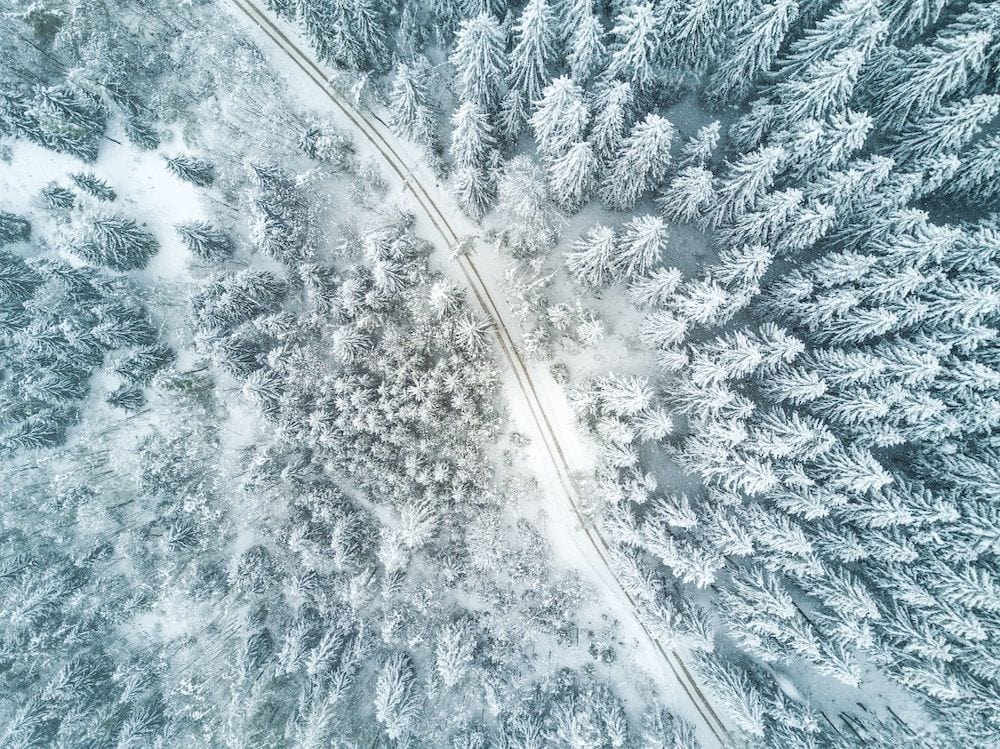 winter forest