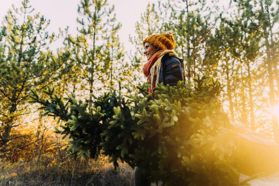 woman carrying christmas tree