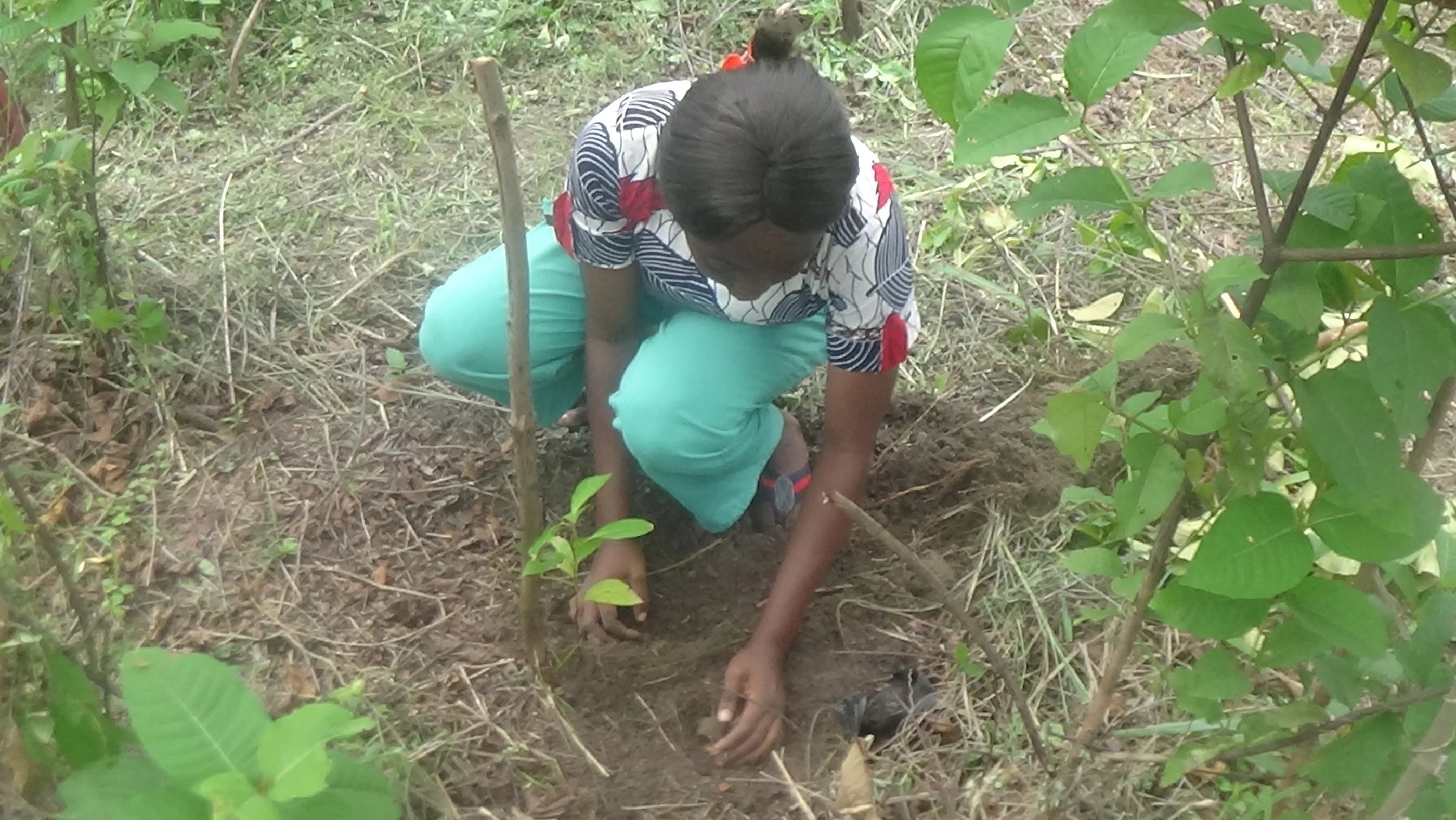 woman kneeling planting a tree