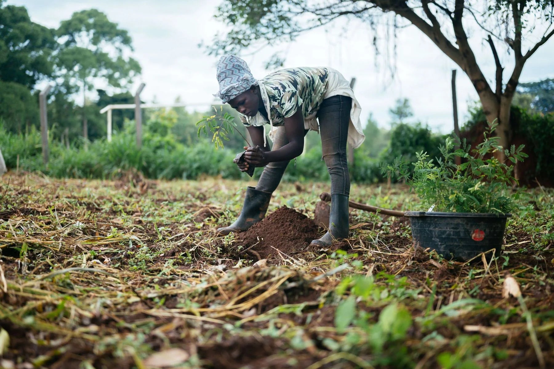 woman planting tree uganda