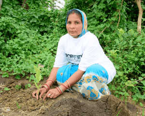 Planting tree sapling in India