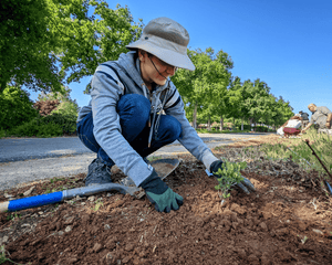 Planting a tree sapling for Urban Forestry