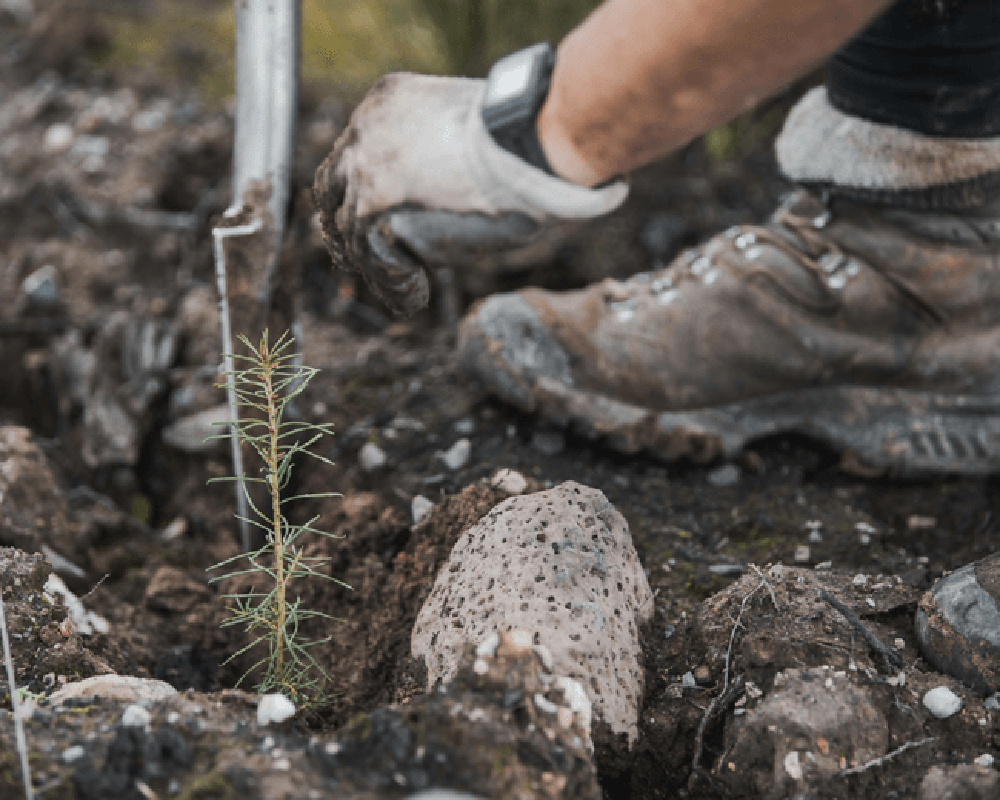 Sapling being planted