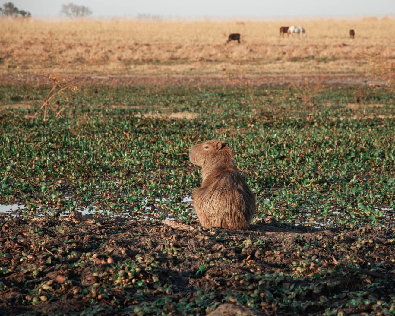 capybara sitting