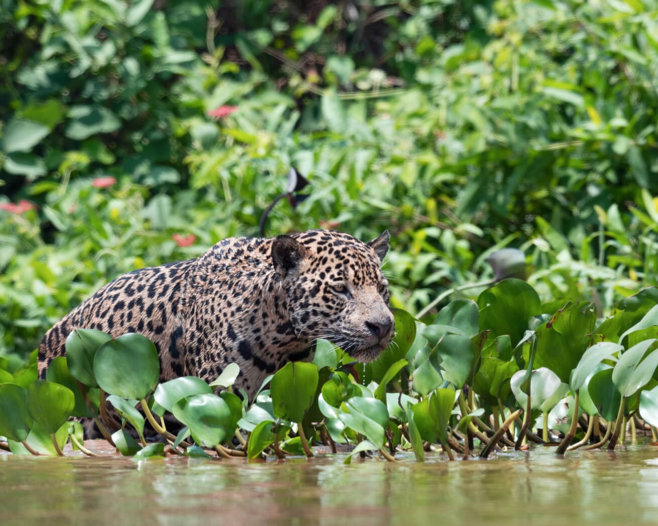 jaguar
