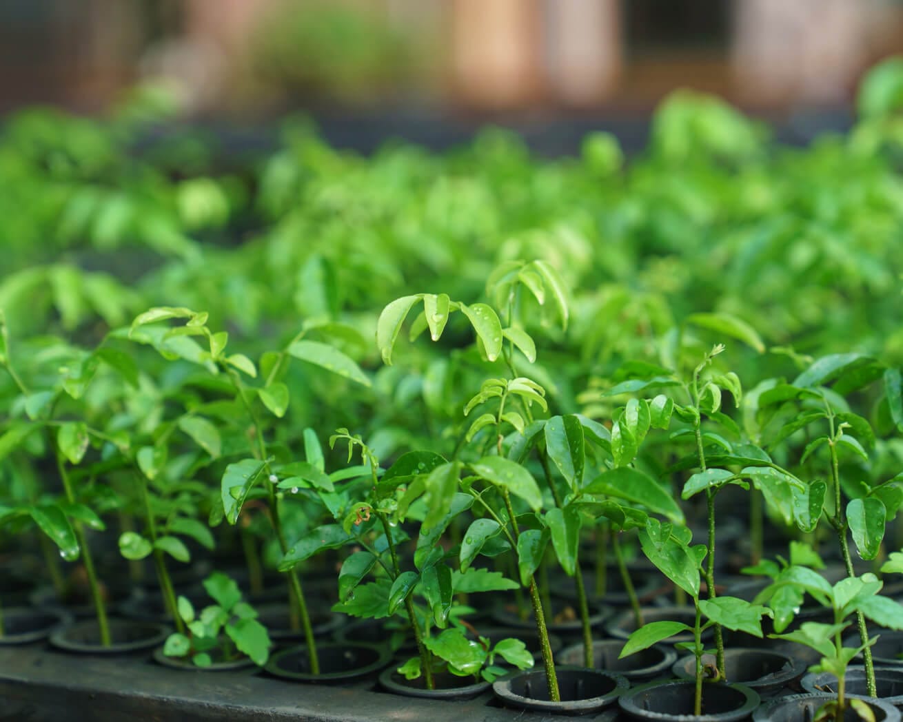 Brazil tree saplings