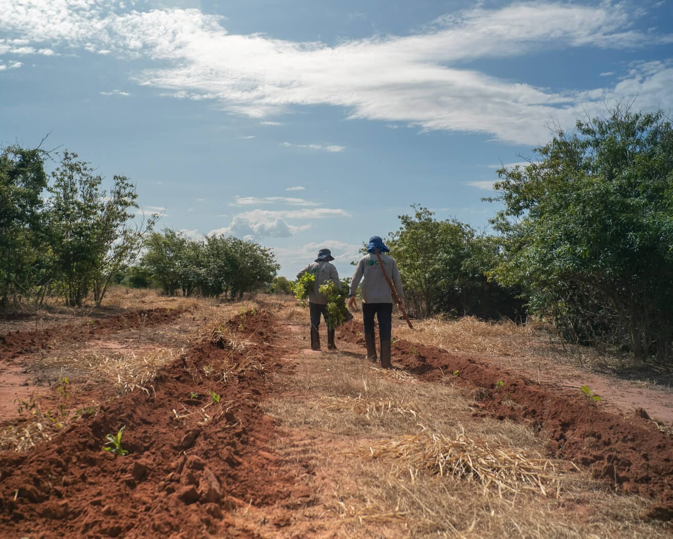 Tree planting site in Brazil