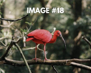 Custom greeting card image 18 - Tropical bird