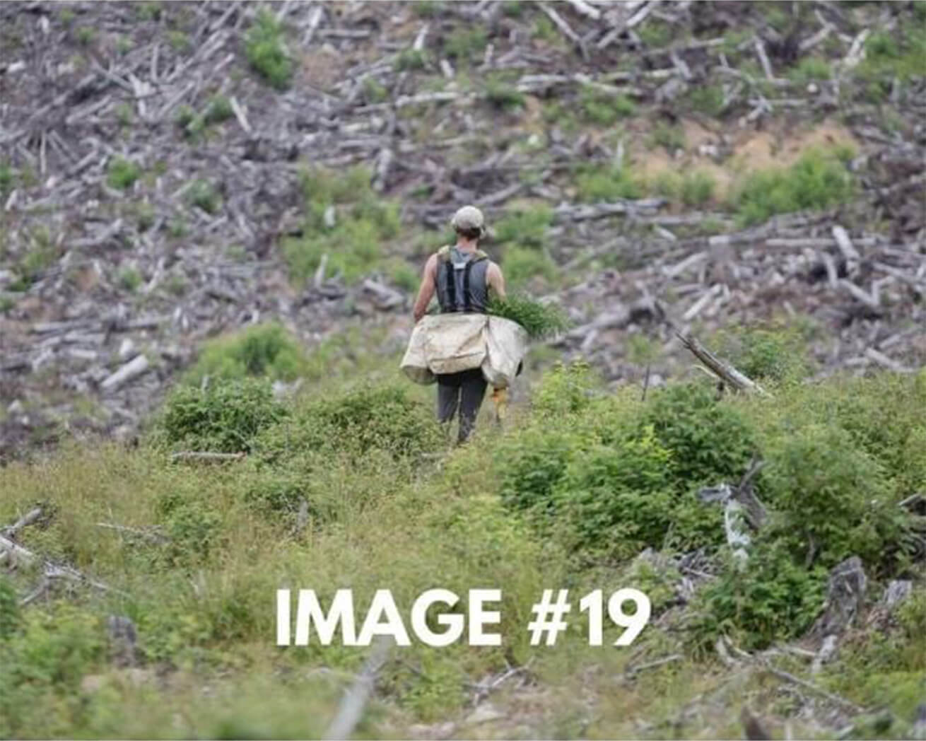 Custom greeting card image 19 - Planting saplings