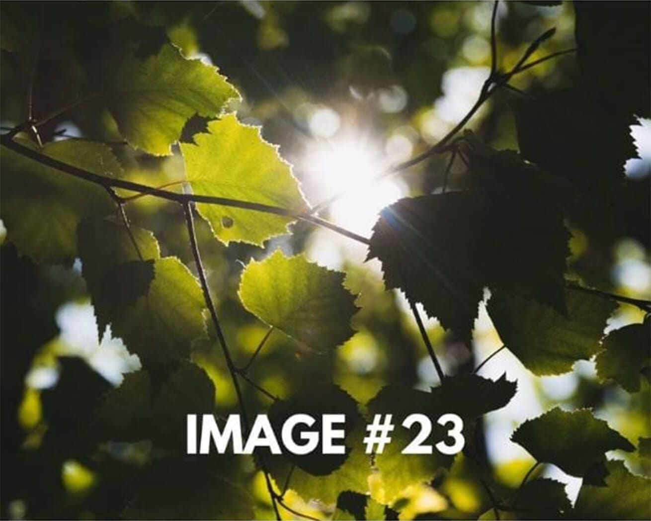 Custom greeting card image 23 - leaves