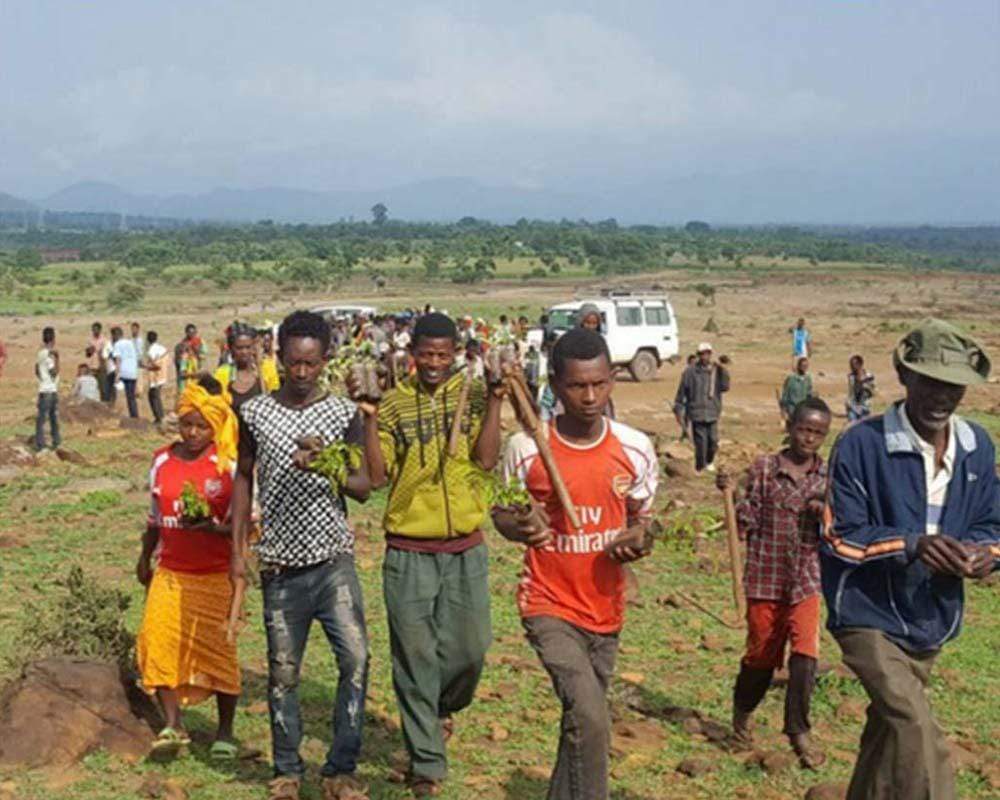 Tree planting event