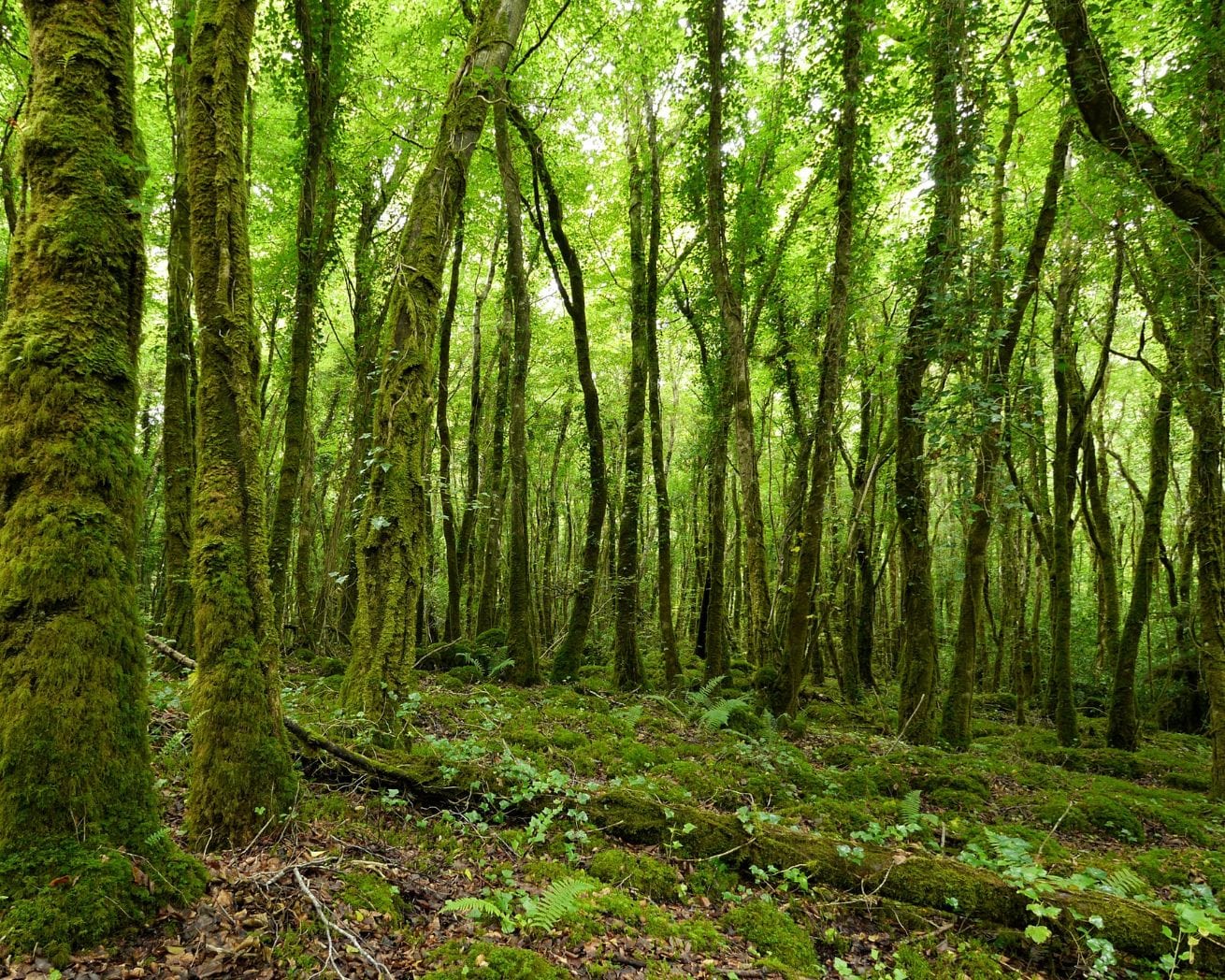 forest in ireland