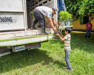 Community planting in Guatemala