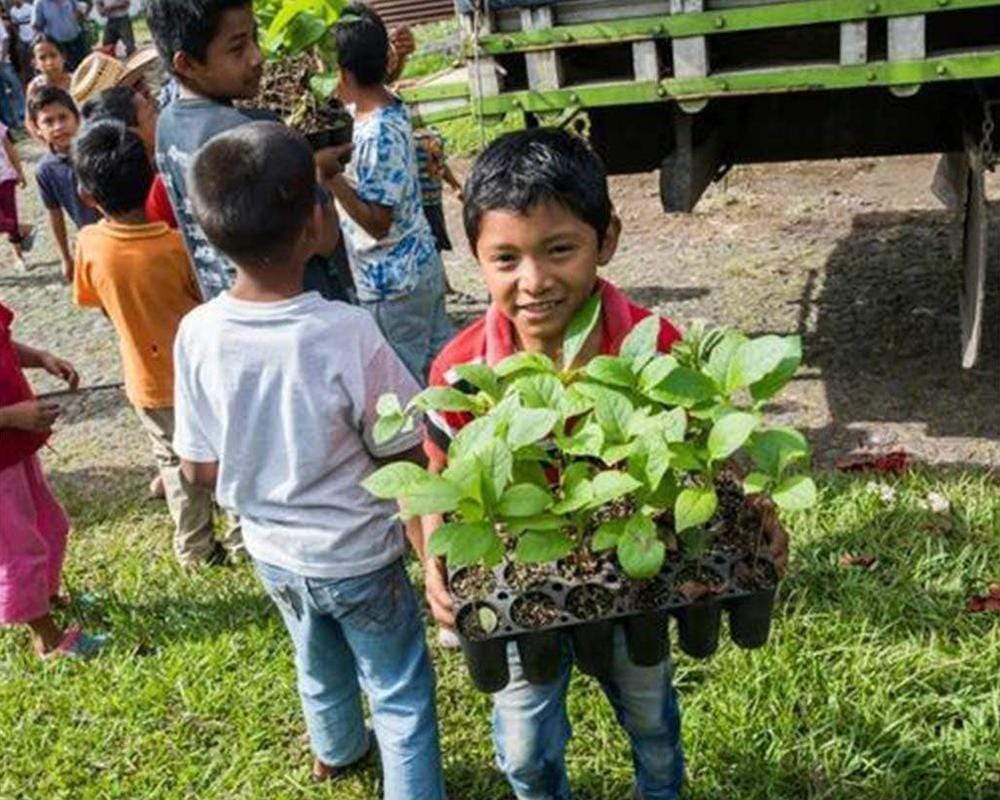 Guatemala tree planting