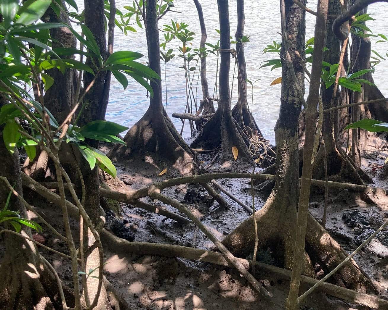 mangroves both young and mature growth