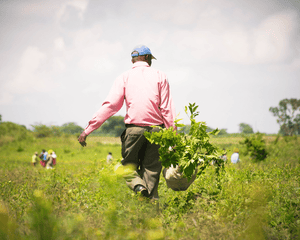 Plant Trees in Tanzania - One Tree Planted