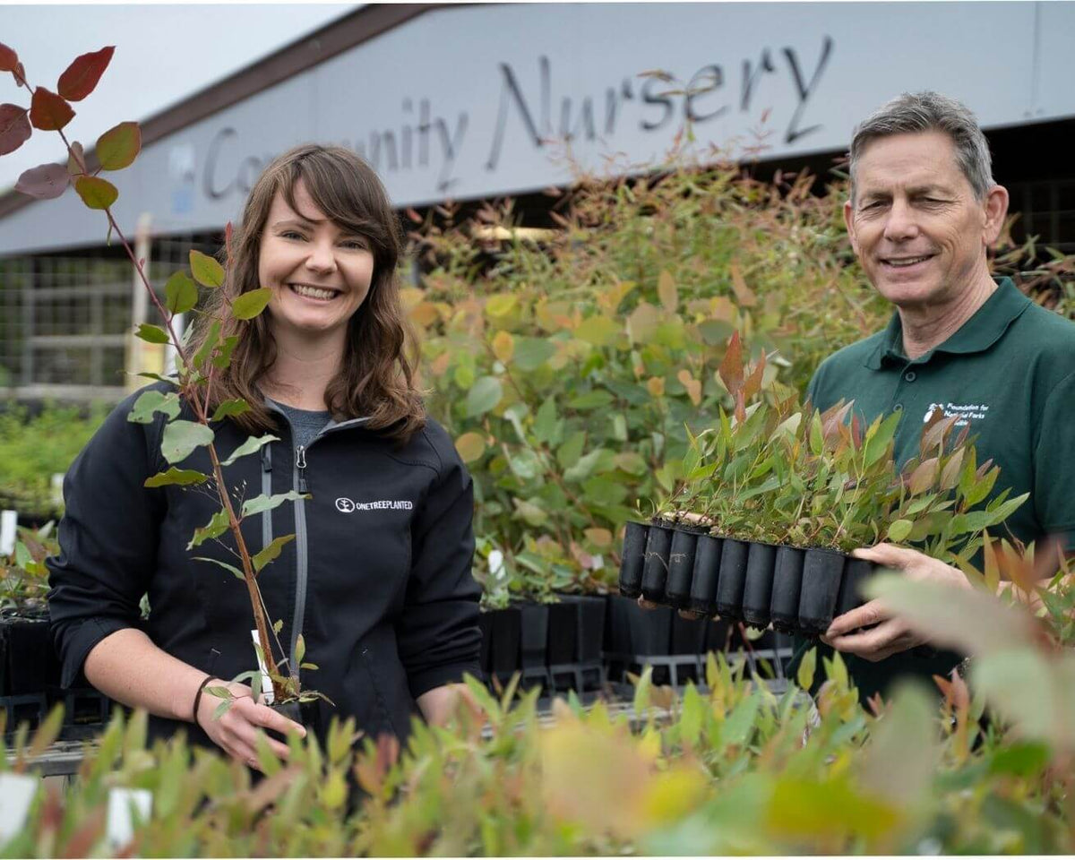 Tree Nursery in Australia