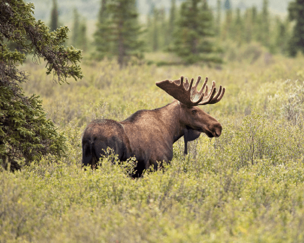 Moose in wilderness