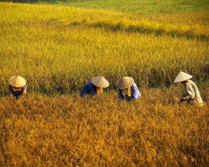 Plant Trees in Vietnam - One Tree Planted