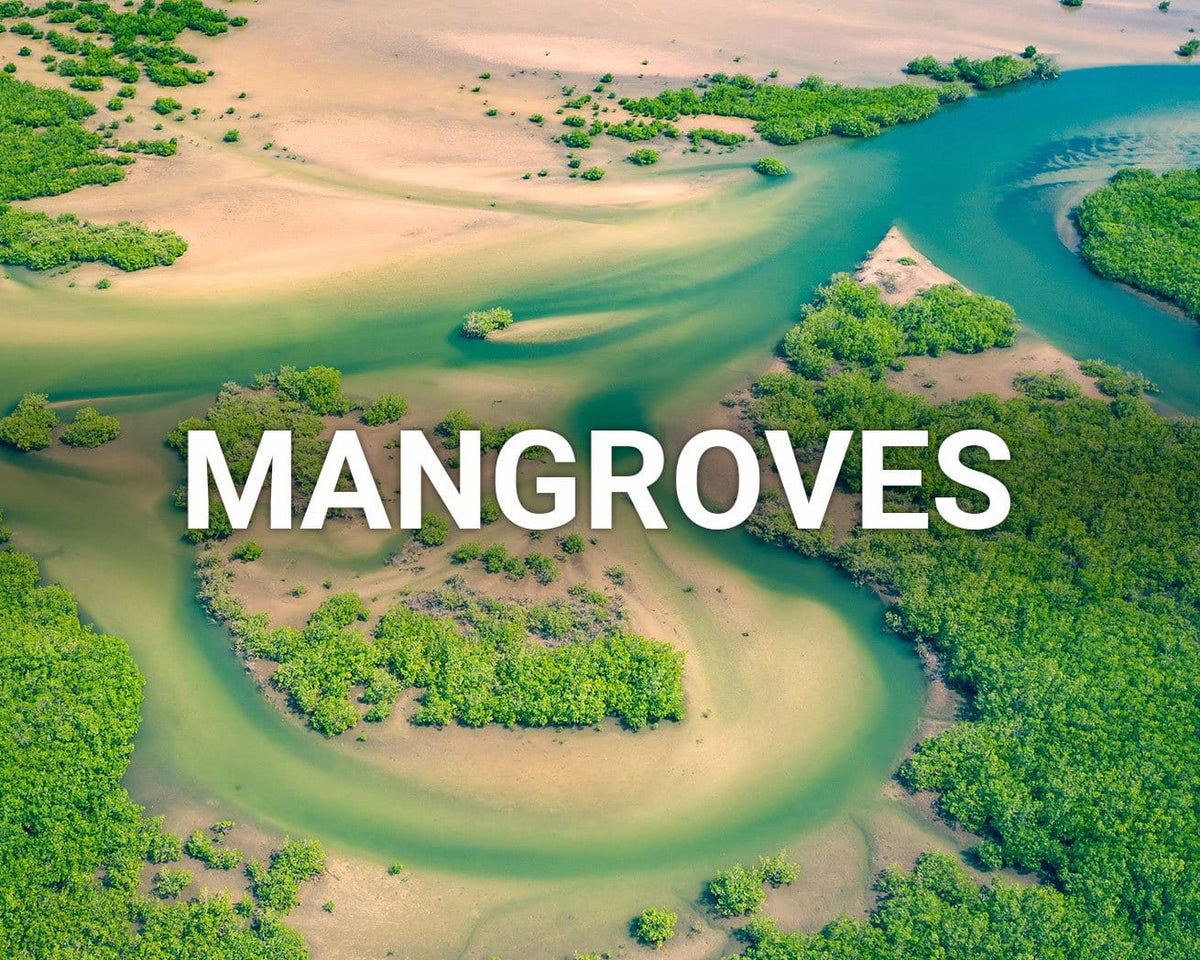 Mangroves