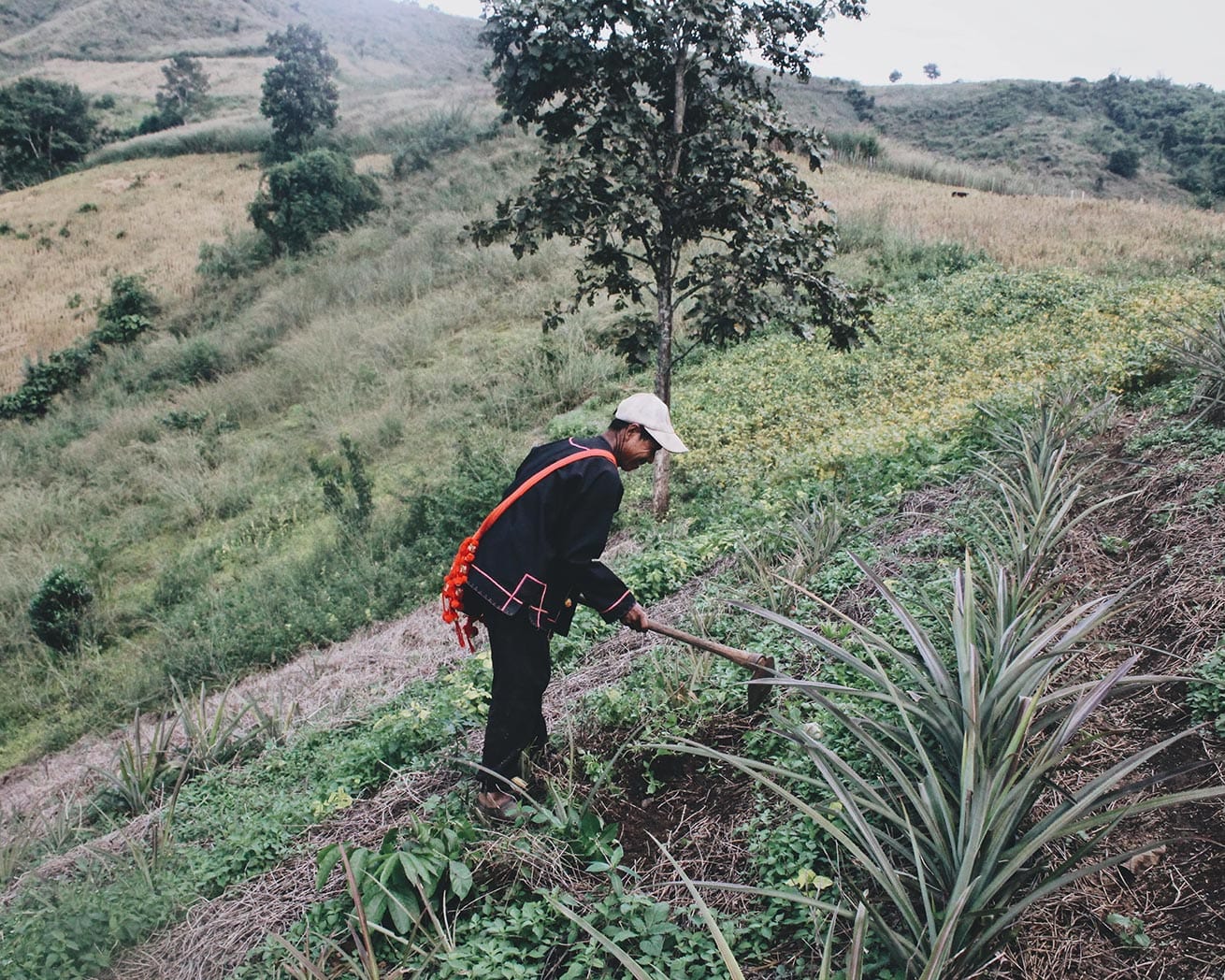 Partner farming in Thailand