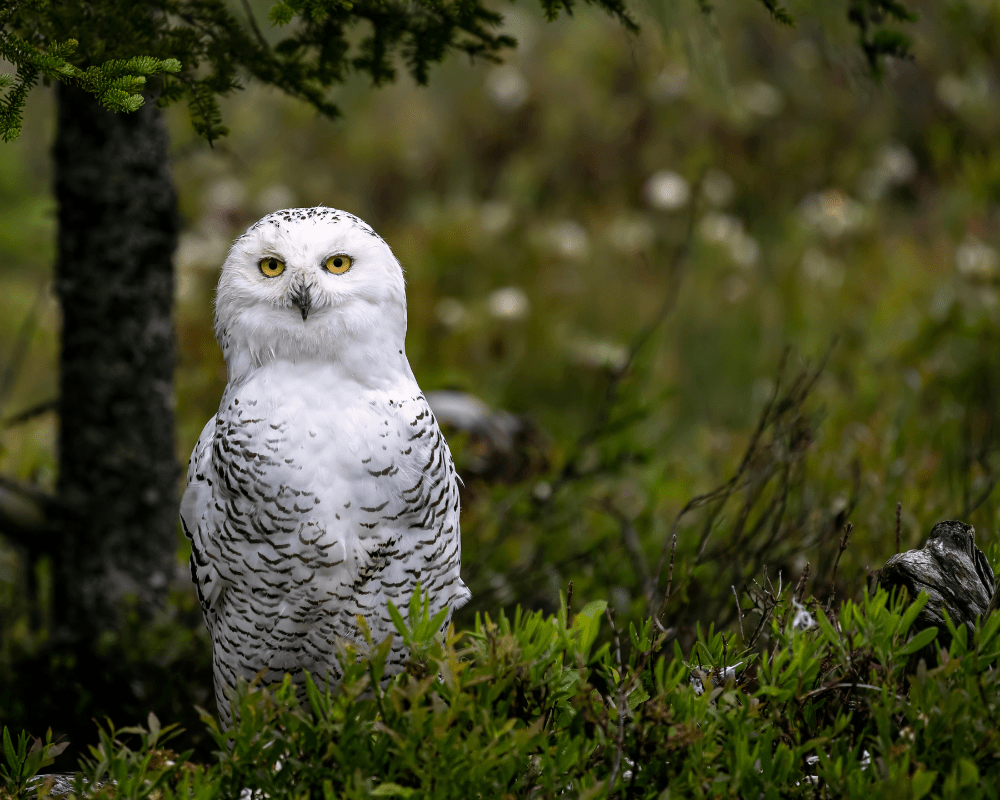 Owl standing by tree