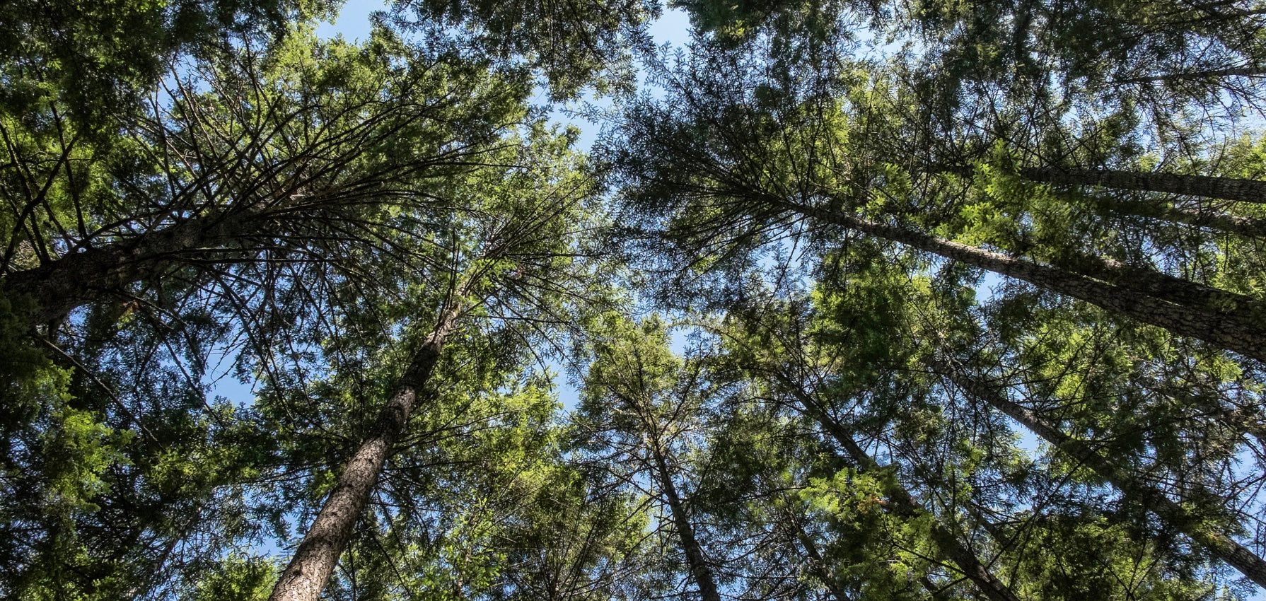10 Popular Tree Species You Should Know