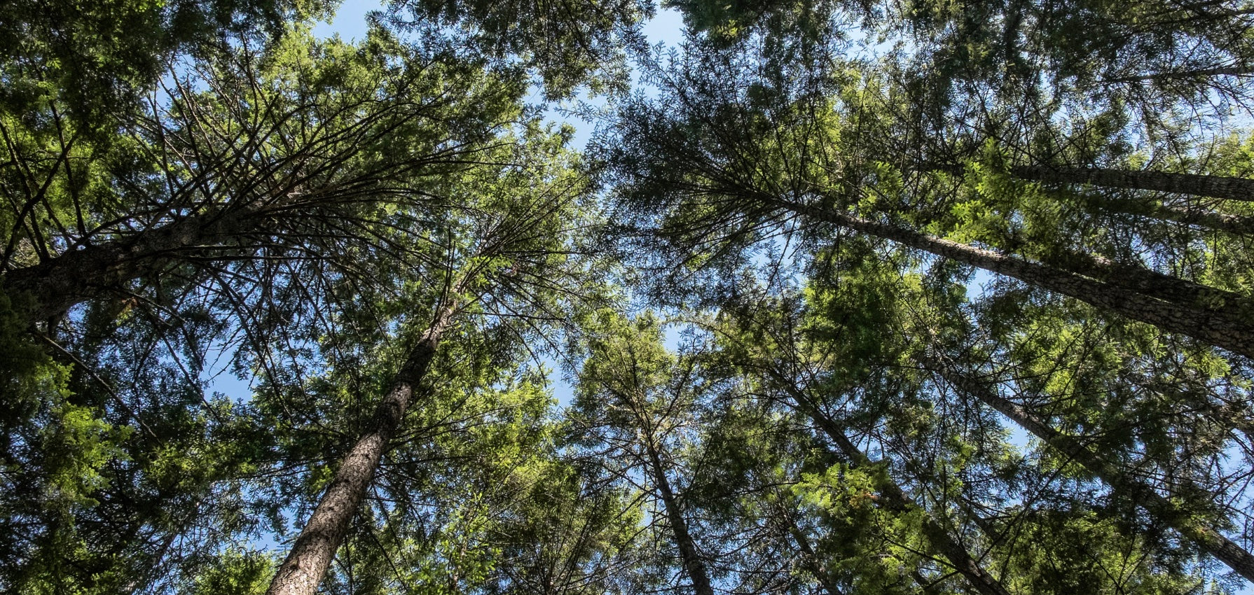 One Tree 10 Amazing Trees | One Tree Planted