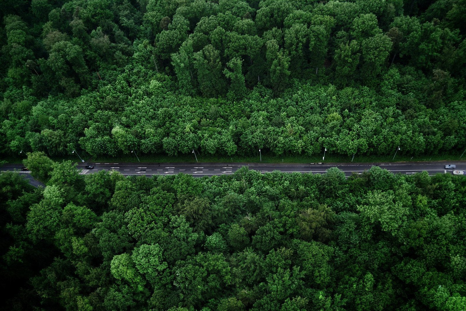 How the 1 Trillion Trees Initiative Can Have a Real Impact on Climate