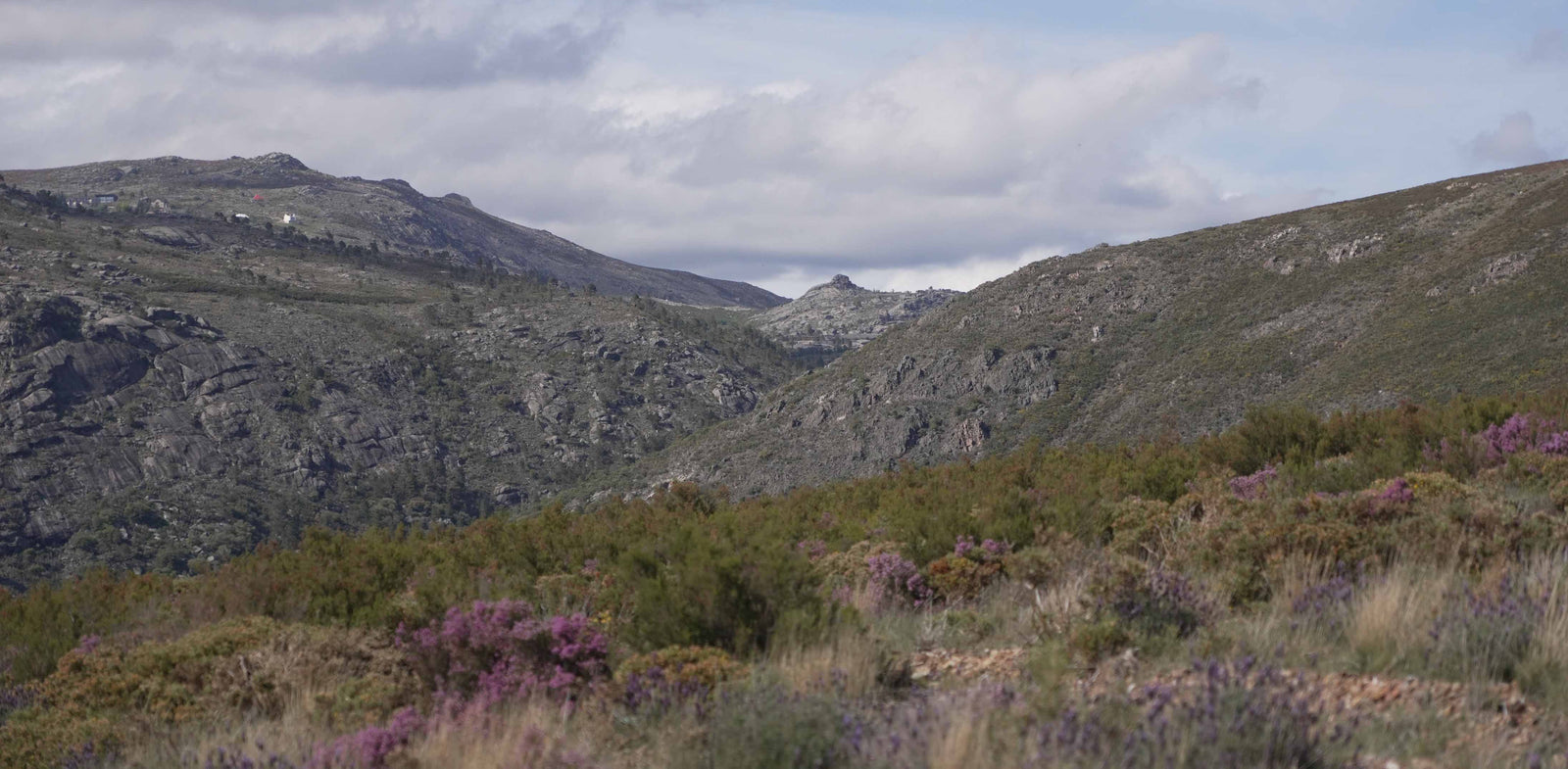 Planting for the Next Fire: How Portugal Is Rethinking Forest Restoration