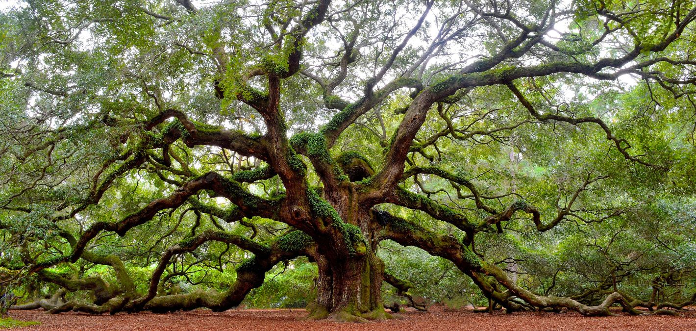 Angel Oak Johns Island South Carolina