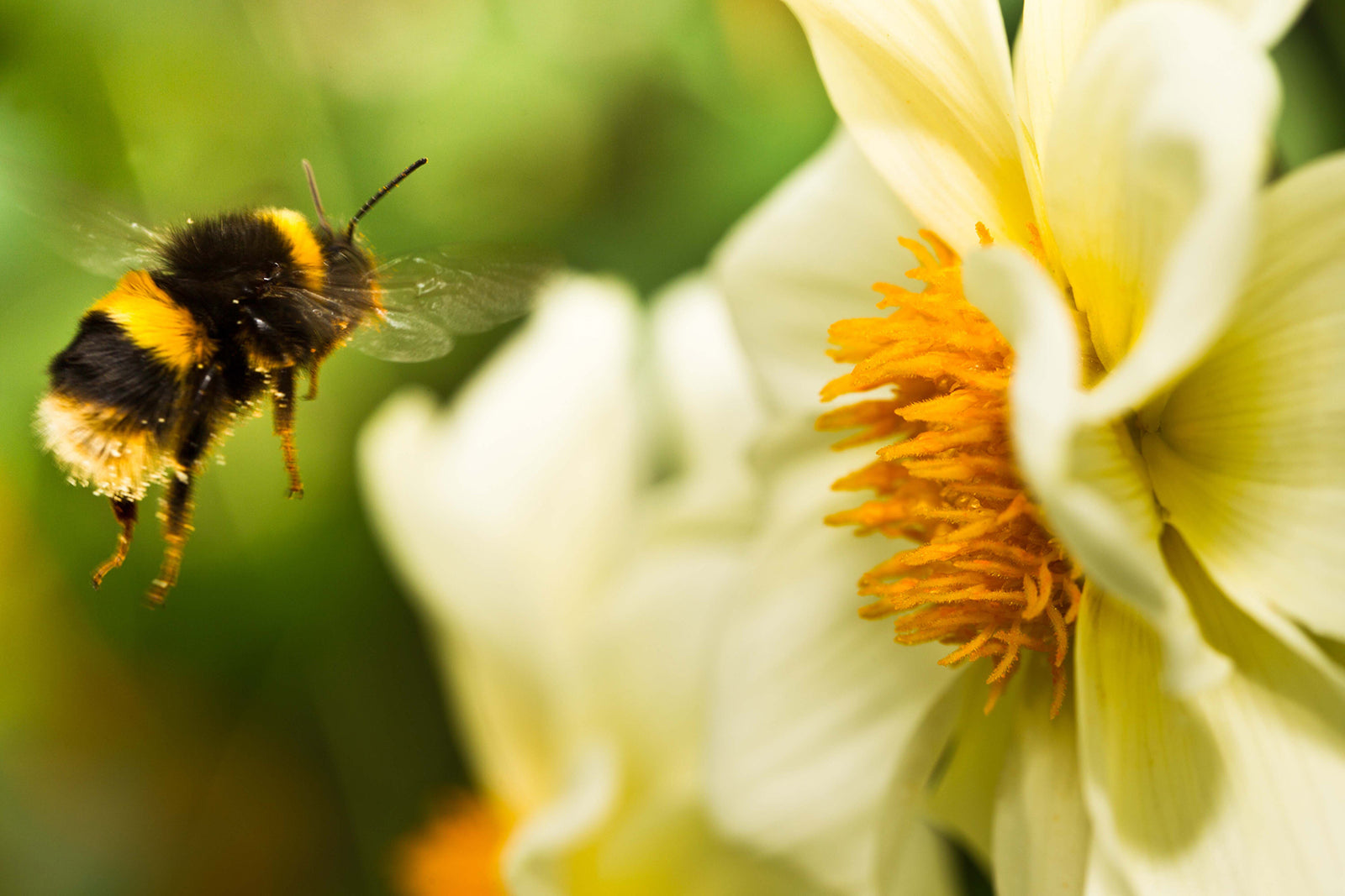 be landing on flower