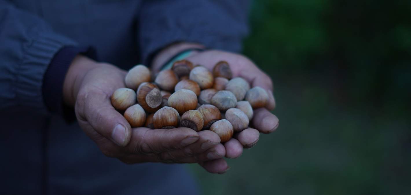 holding mountain hazelnuts