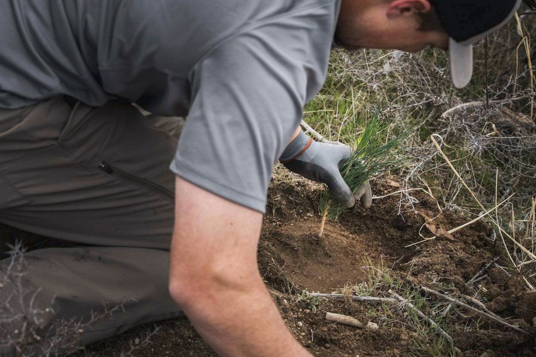 man planting a tree grey shirt brown soil green evergreen needles