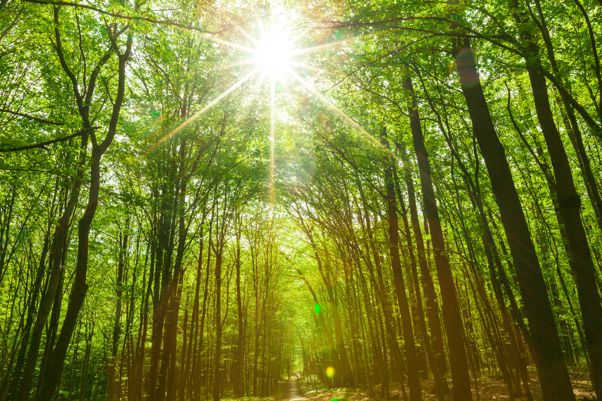 sun shining through trees forest
