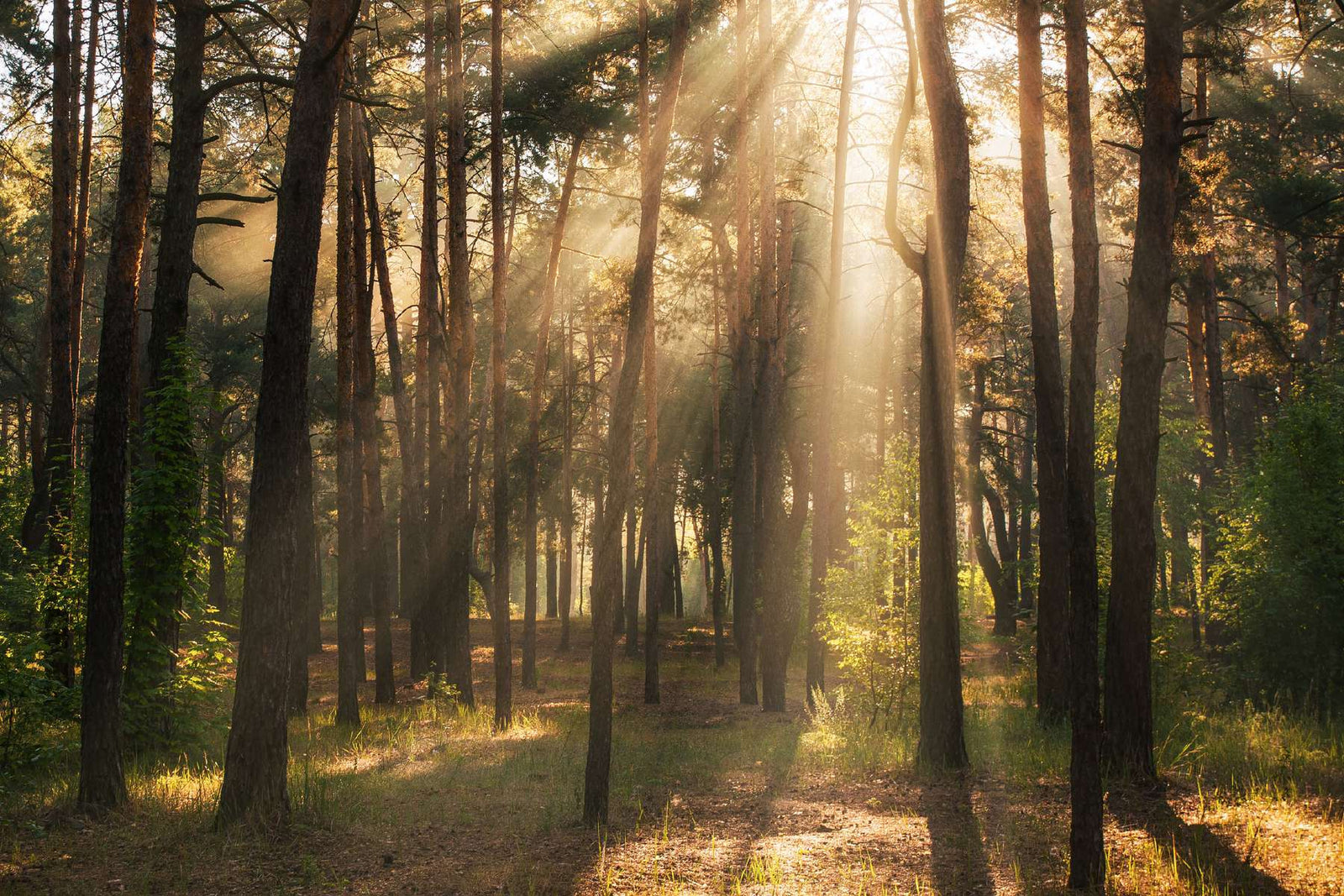 How Do Trees Absorb Sunlight